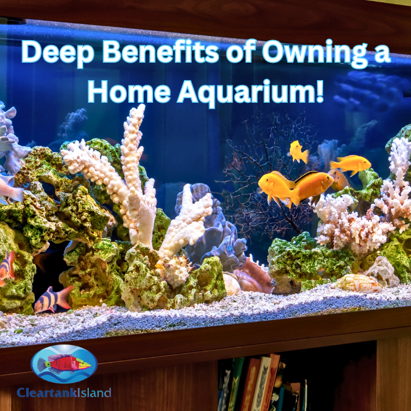 The Surprising Benefits of Owning a Home Aquarium