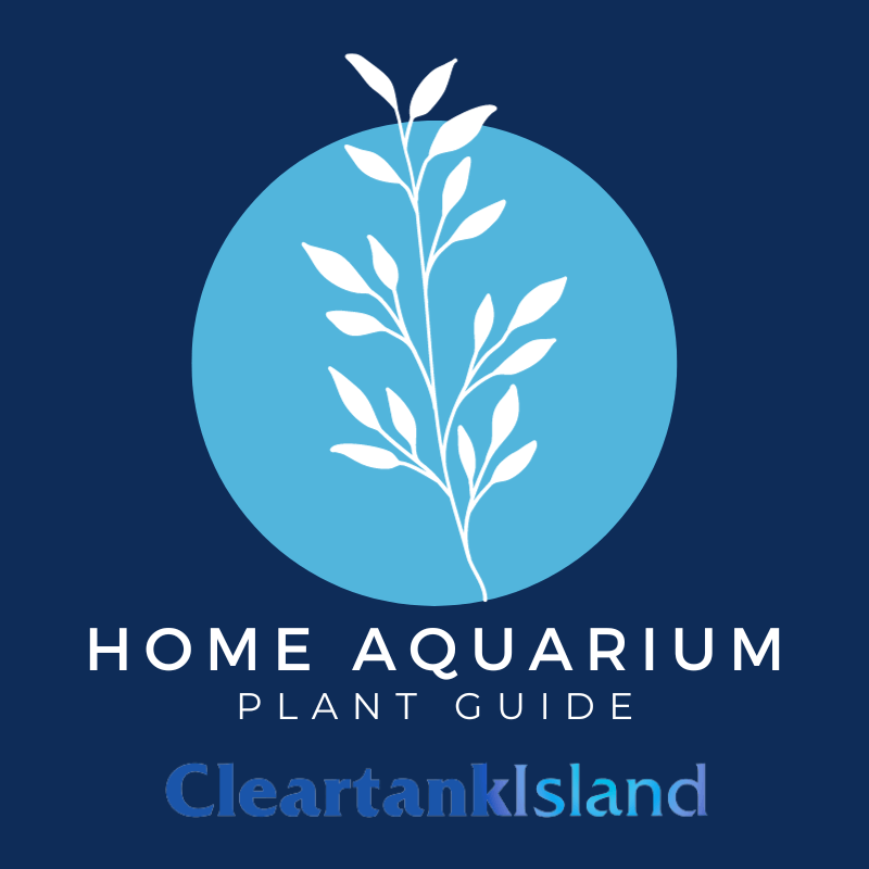 Beginner Aquascaping: "A Guide to Aquarium Plants in Home Aquariums"