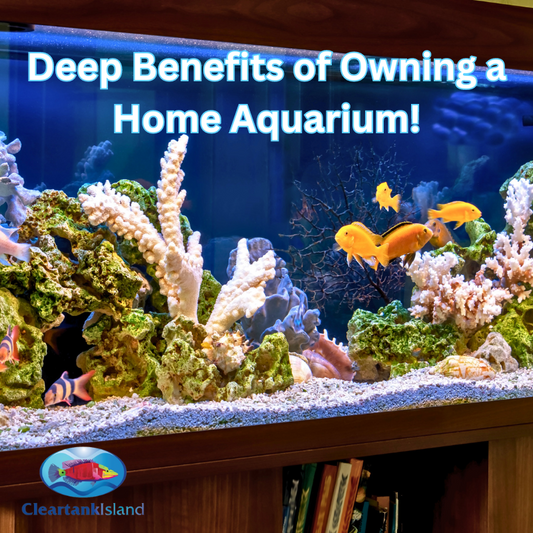 Dive into Tranquility: "The Surprising Benefits of Owning a Home Aquarium"
