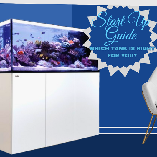 Navigating the Depths: "A Comprehensive Guide to Choosing the Perfect Home Aquarium"