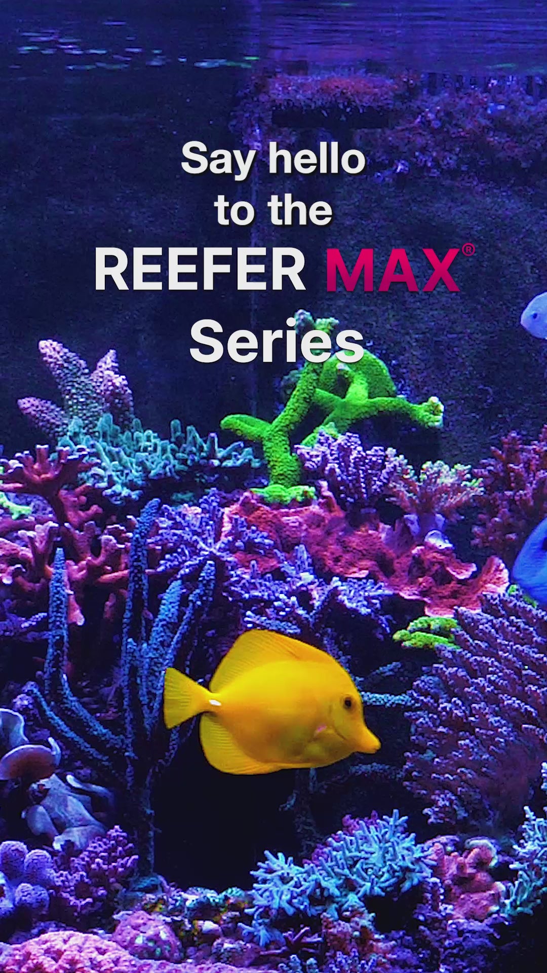 Load video: reefer max series - red sea video