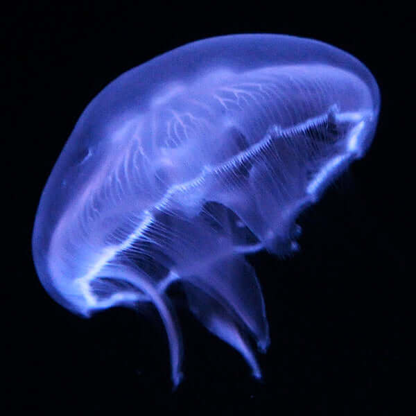 LiveAquaria® J Series Jellyfish Aquarium Kit JS4 Orbi (White/Black)