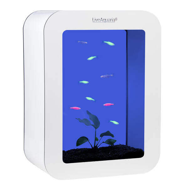 LiveAquaria® GloFish Danio Aquarium Kit Cubi (White)